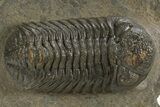 Detailed Morocops Trilobite - Morocco #325993-3